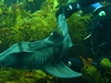 Port Jackson shark being petted