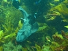 Port Jackson shark