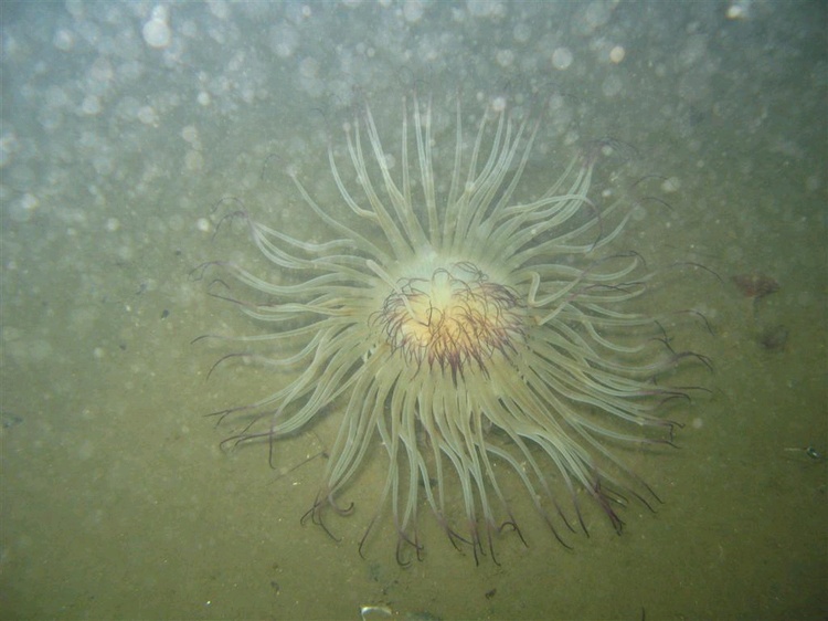 sea anenome