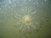 sea anenome