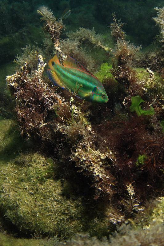 Symphodus occelatus