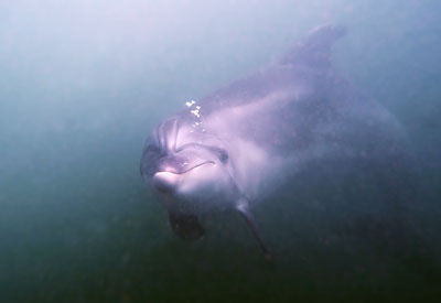 black sea dolphins