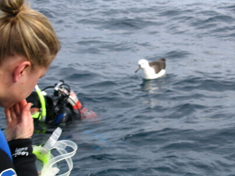 Curios Wandering Albatros