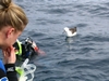 Curios Wandering Albatros