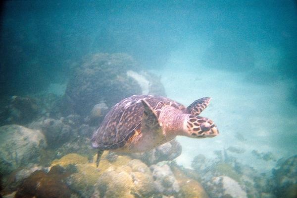 1st Sea Turtle. Cheeca Rocks in the Keys.
