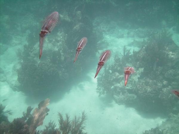 Squid at Christ of the Abyss