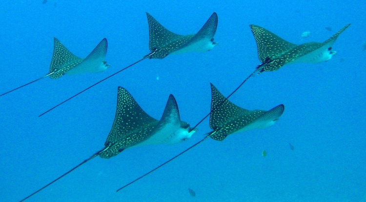 Eagle Rays in formation at the Mahi