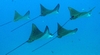 Eagle Rays in formation at the Mahi - ScubaMike