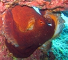 Octopus at Makaha Caverns New Years Day - ScubaMike