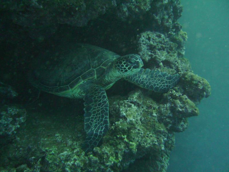 Haleiwa Trench, Hawaii