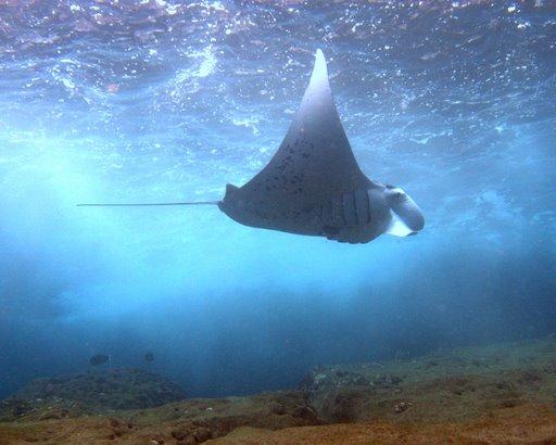 Manta in Hawaii