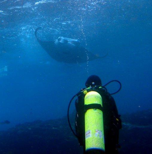 Manta in Hawaii