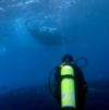 Manta in Hawaii