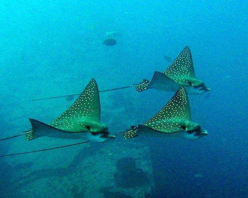 Eagle Rays on Oahu