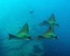 Eagle Rays on Oahu