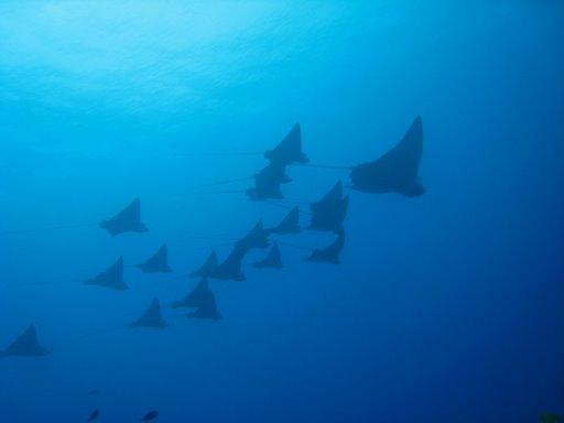 lots of eagle rays