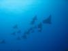 lots of eagle rays
