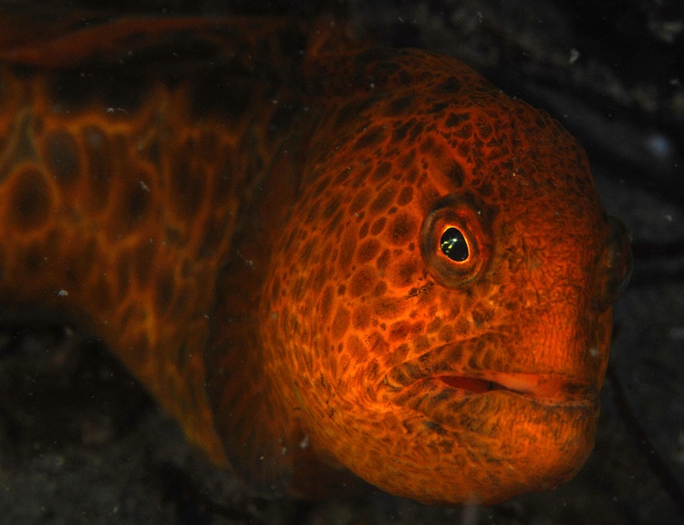 juvenile wolf eel