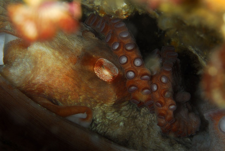 16` Giant Pacific Octopus