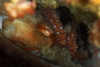 16` Giant Pacific Octopus