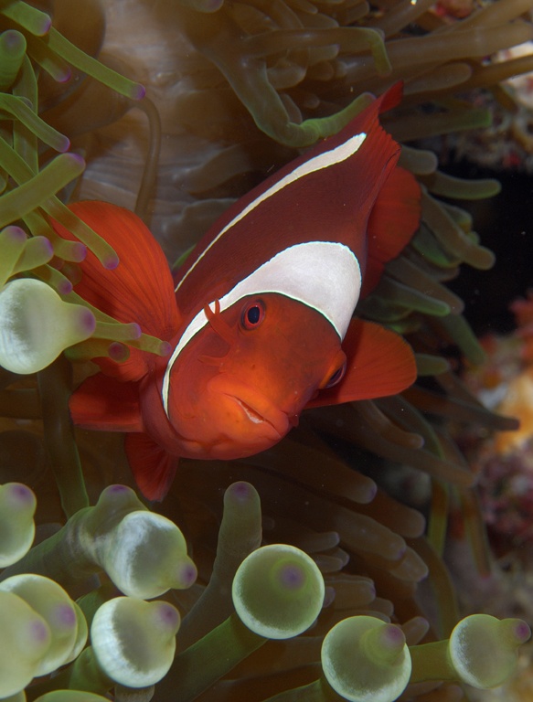 clownfish Indo 2006