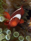 clownfish Indo 2006