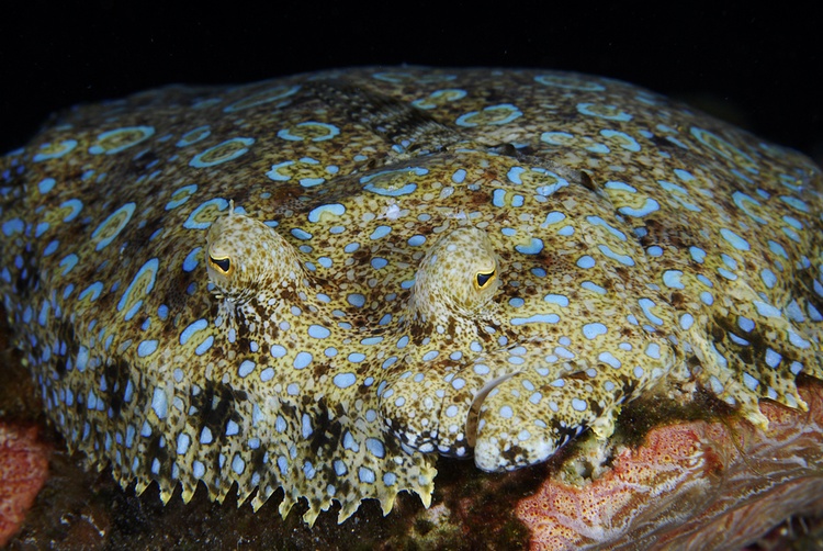 Peacock flounder Bonaire 2006