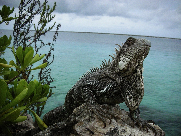 Iguana - pose nice for banana Bonaire 2006