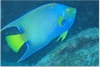 Colorful fish in Cozumel