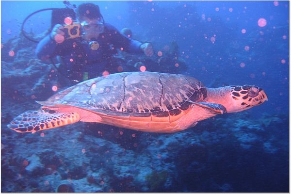 Sea turtle in Mexico
