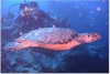 Sea turtle in Mexico