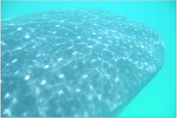 Whale Shark in Cozumel