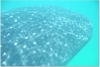 Whale Shark in Cozumel