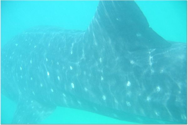 Whale Shark in Cozumel