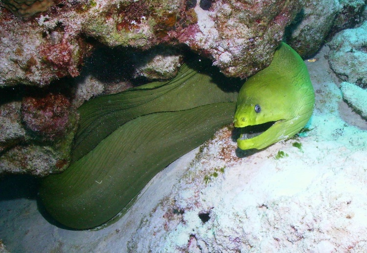 Green Moray