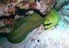 Green Moray