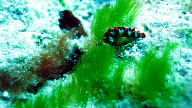 Nudibranch taken by Waffle1971