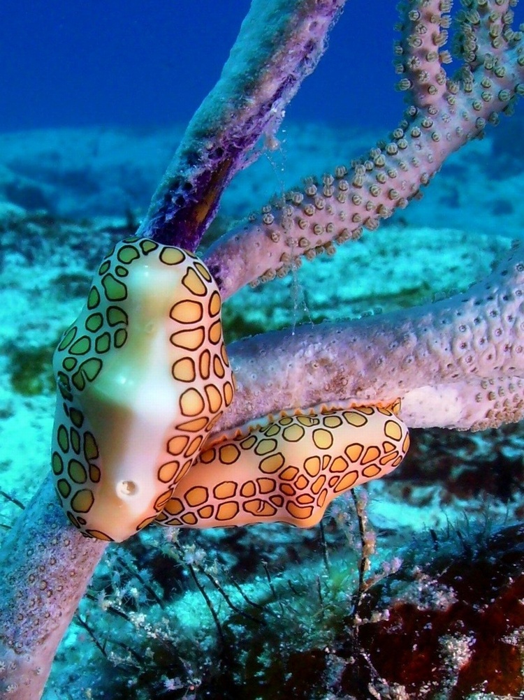 Chosen as FEB PHOTO OF THE MONTH! SeaLife`s Web site along with underwater photography com