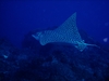 Eagle Ray