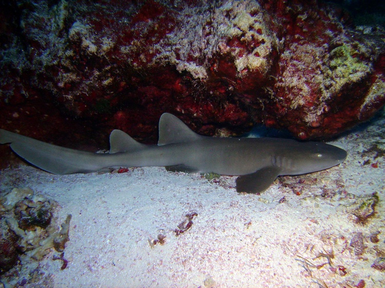 Nurse Shark