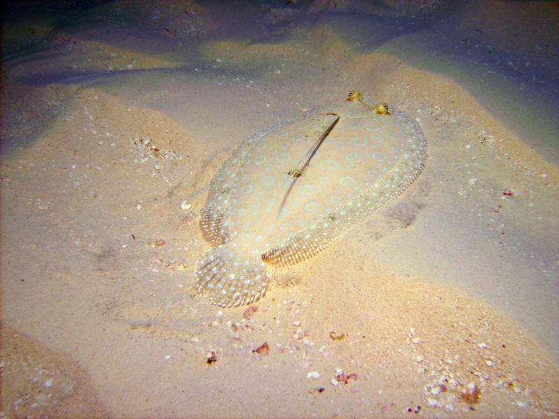 Flounder (Can you see me?)