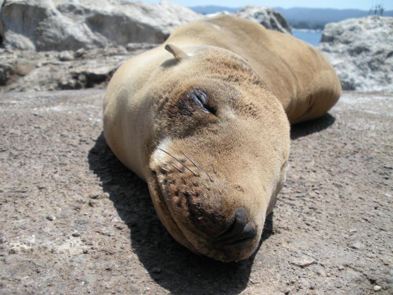 Monterey Sealion