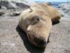 Monterey Sealion