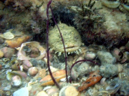 Toad fish