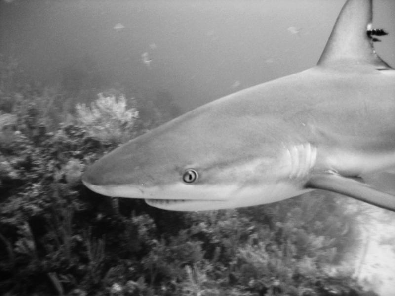 Bahamas Shark ’08