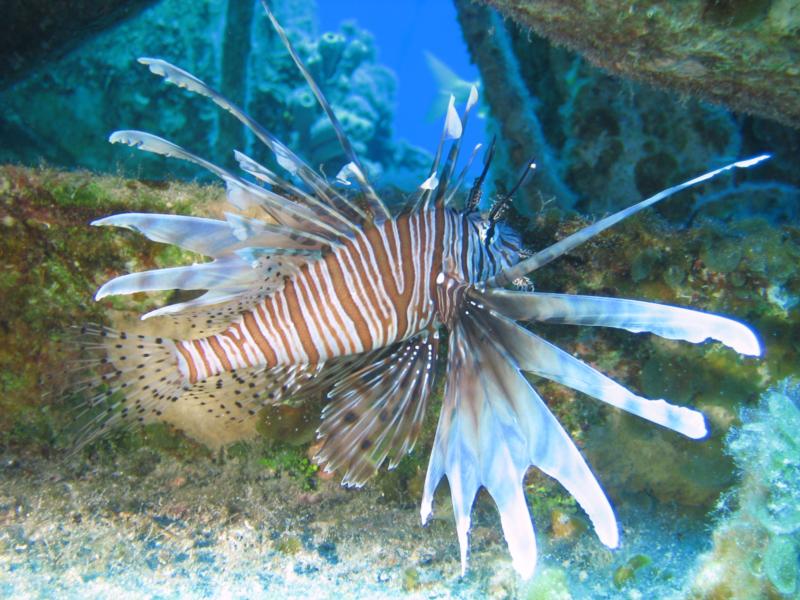 Bahamas Lion Fish ’08