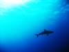 Bahamas Shark ’08