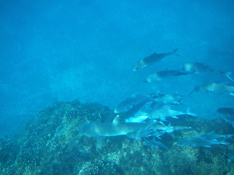 White Tip Reef Shark