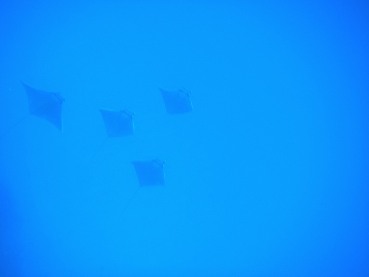 Manta Rays