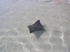 Spotted Eagle Ray